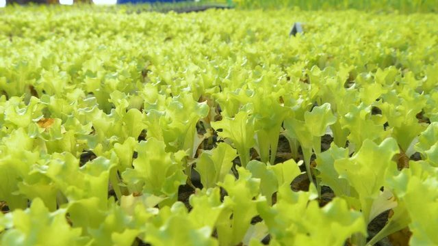Rows of salad plants in greenhouse