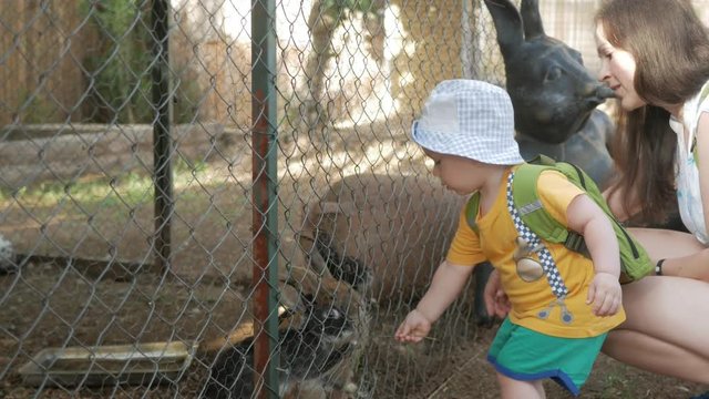 A little boy with parents feeding a rabbit with green grass in a zoo. Several beasts eat.