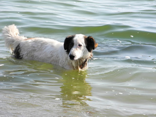 dog is swimming in the sea