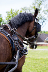 Portrait of horse pulling carriage in summer