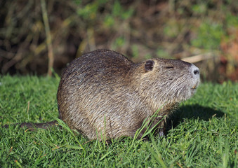 A coypu, Nutria  feeding on grass 