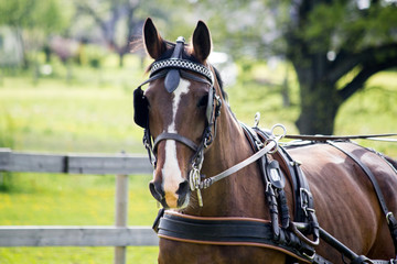 Obraz premium Portrait of horse pulling carriage in summer