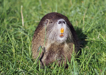 A coypu, Nutria  feeding on grass 