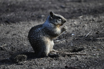 Naklejka premium Squirrel / Eichhörnchen