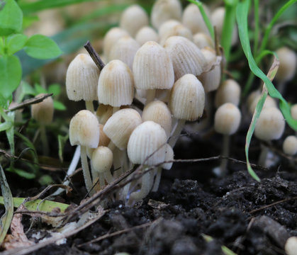 Colony of small non-edible mushrooms in the grass
