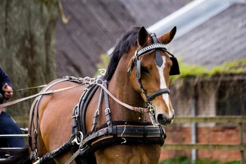 Photo sur Plexiglas Léquitation Portrait of horse pulling carriage in summer