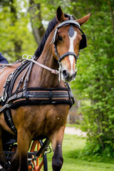 Obraz premium Portrait of horse pulling carriage in summer
