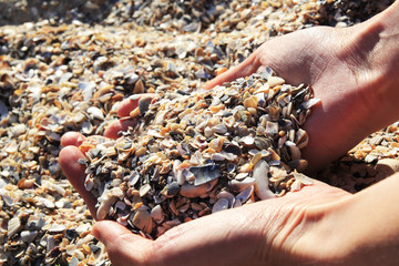 Hands with seashells