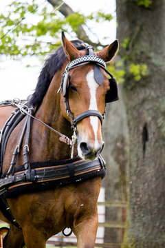 Portrait of horse pulling carriage in summer