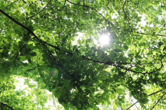 Leaves and branches of elm against the sky and sun