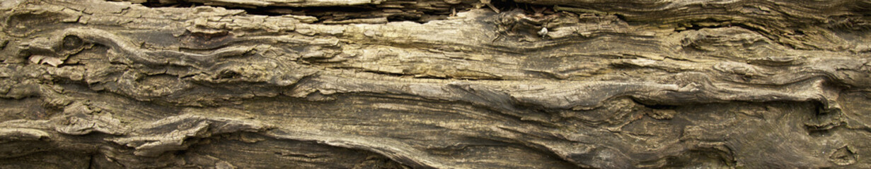 Old rich wood grain texture background with knots