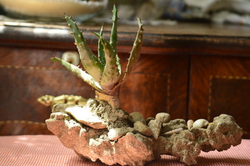 cactus sur peu de terre 