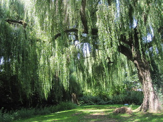 Willow Tree