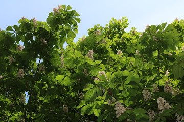 Horse chestnut, acorn, esculus (Aesculus) tree is widely bred in parks