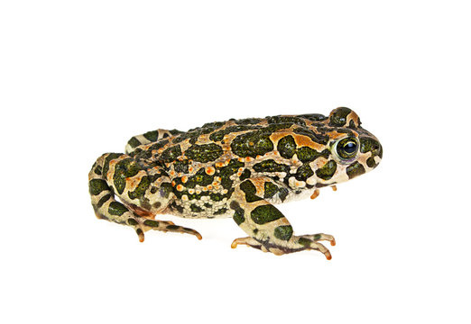 Small frog isolated on a white background