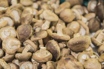 Fresh Shiitake Mushrooms at Southeast Asian Farmers Market CloseupDried Shiitake Mushrooms (Lentinula edodes), Shiitake fresh, Black Mushroom, Lentinus edodes (Berk.) sing,selective focus.
