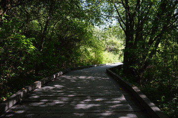 Fototapeta premium wooden bridge