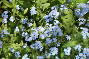Flowers forget-me-nots in the flowerbed. Background. Texture