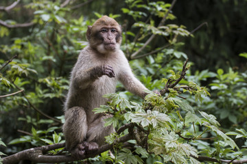 Kleiner Affe auf Baum im Jungle hält Ausschau
