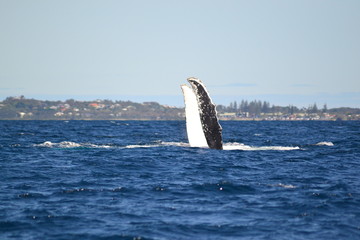Fototapeta premium Humpback whale