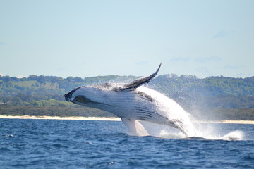 Humpback whale