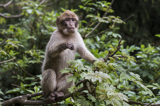 Kleiner Affe auf Baum im Jungle h&auml;lt Ausschau