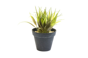 Decorative grass in flowerpot, House plant on a white background,Isolated on white background