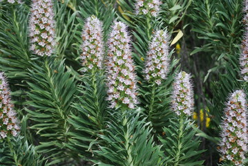 Tajinaste (Echium decaisnei) white flower from Gran Canaria.