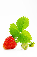 Ripe, juicy and appetizing strawberries isolated on white background
