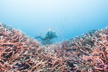 Naklejka na ściany i meble diver framed by coral reef