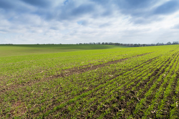 Fototapeta na wymiar Green field, agriculture young shoots of wheat, barley