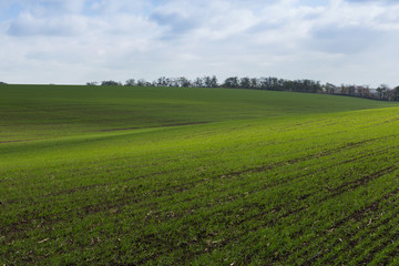 Green field, agriculture young shoots of wheat, barley