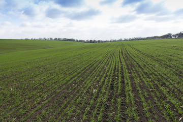Fototapeta na wymiar Green field, agriculture young shoots of wheat, barley
