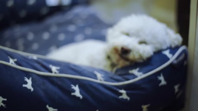 Cute dog sleeping in bed