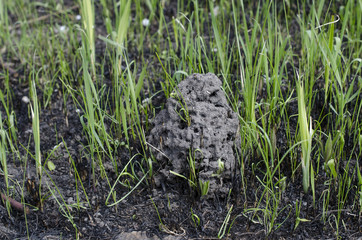 Ant-hill in green grass