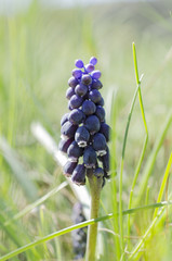 Muscari armeniacum Leichtlin ex Baker
