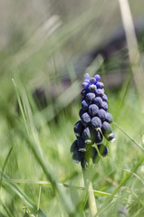 Muscari armeniacum Leichtlin ex Baker
