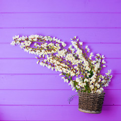 Beautiful fresh ranunculus flowers on wooden background