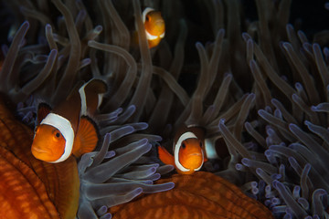 Trio of False Clownfish and Anemone