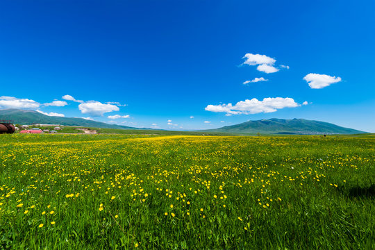 Amazing landscape with mountains and yellow field flowers, Armenia © vahanabrahamyan