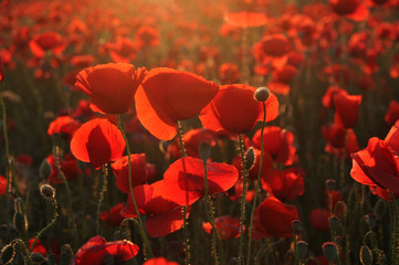 Beautiful red poppies at sunset 