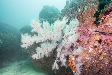 white coral tree underwater julian rocks australia