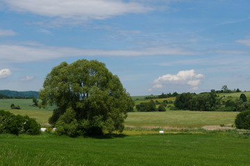 Baum auf der Sommerwiese in Tschechien