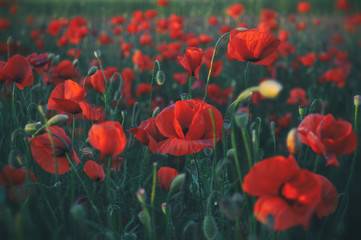 Field of beautiful red poppies 