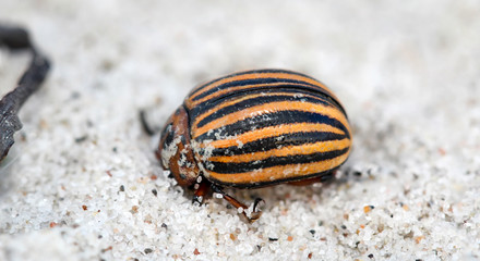Kartoffelkäfer im Sand, Käfer, Natur