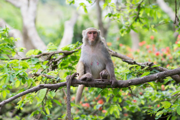adult female with a wounded eye of the rhesus macaque sits on a tree holding a branch