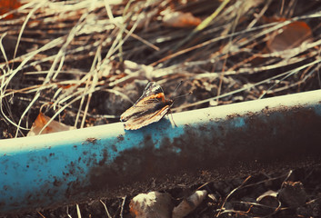 Butterfly on the metal stick