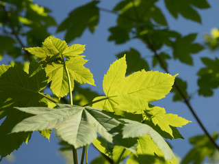 new leaves on a tree
