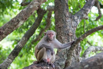 adult female rhesus monkey sits on a tree holding a branch