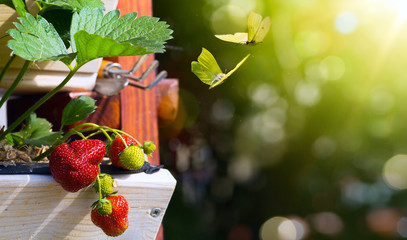 abstract fresh Fruit background; Strawberry on a green garden background - obrazy, fototapety, plakaty